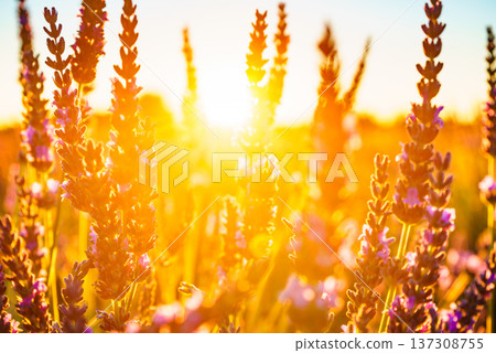 Lavender field at sunset light Lavender field at sunset light 137308755