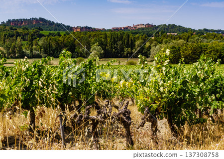 Vineyards and Roussillon on horizon, Provence France Vineyards and Roussillon on horizon, Provence France 137308758