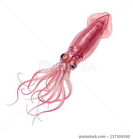 Giant Squid Swims Through Clear Water Showcasing Its Long Tentacles and Unique Body Shape 137309580