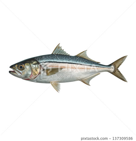 Fish Swimming in a River, Showing Its Natural Colors and Features During Daytime Hours 137309586