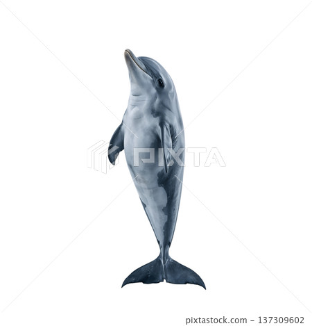 Dolphin Swimming in Clear Water While Performing a Jump During a Sunny Day Dolphin Swimming in Clear Water While Performing a Jump During a Sunny Day 137309602