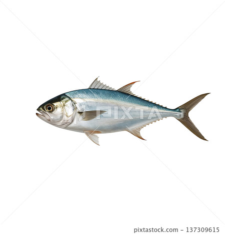Fish Swimming in Water, Showing Body and Fins, in Natural Habitat, During Daylight Hours, Coastal Region 137309615
