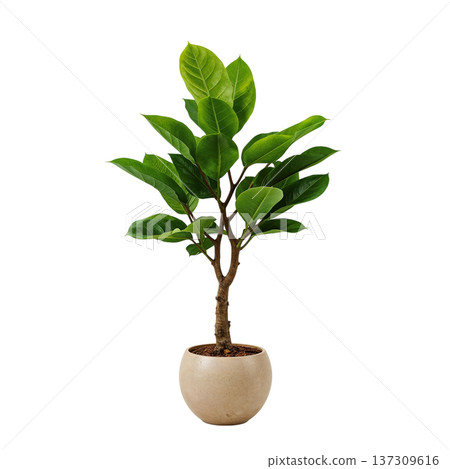 Green Plant With Broad Leaves in a Simple Pot Located Indoors on a White Background 137309616