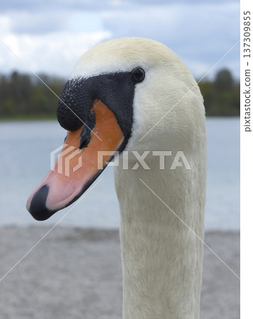 White swan at a lake White swan at a lake 137309855