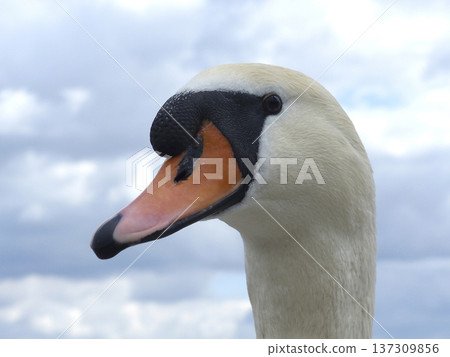 White swan at a lake White swan at a lake 137309856