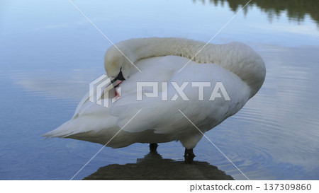 White swan at a lake 137309860