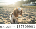 Cavalier king charles spaniel puppy resting on beach sand during golden hour, sun illuminating its fur 137309901