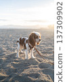 Cavalier king charles spaniel puppy wearing a harness and leash, exploring the granular sand of a beach during golden hour 137309902