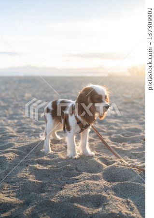 Cavalier king charles spaniel puppy wearing a harness and leash, exploring the granular sand of a beach during golden hour Cavalier king charles spaniel puppy wearing a harness and leash, exploring the granular sand of a beach during golden hour 137309902