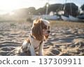 Cavalier king charles spaniel puppy contemplating the beach landscape during a serene golden hour sunset 137309911