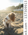 Cavalier king charles spaniel puppy in harness sitting on sandy beach at sunset, enjoying warm summer weather outdoors 137309913