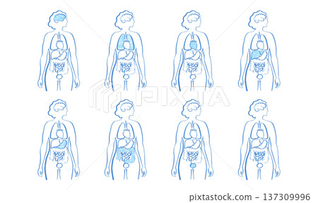 Internal Organs Sketch 137309996