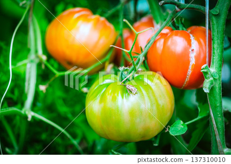 bunch of natural tomatoes 137310010