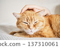 Male hand petting ginger cat bringing comfort and relaxation 137310061