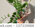 Person holding decorative zz plant in terracotta pot with shadows 137310066