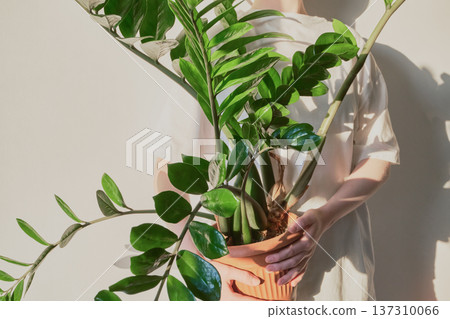 Person holding decorative zz plant in terracotta pot with shadows 137310066