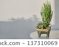 Succulent plants growing in unique textured pot, casting aesthetic shadows on wall 137310069