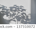 Plant shadows creating an abstract pattern on textured white wall in natural light 137310072