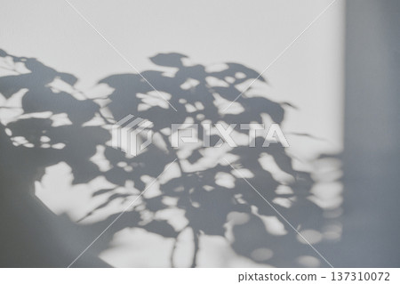 Plant shadows creating an abstract pattern on textured white wall in natural light 137310072