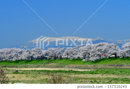 宮城縣白石川岸一目千本櫻和藏王山脈 宮城縣白石川岸一目千本櫻和藏王山脈 137310243