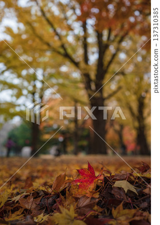 Ginkgo Tree Avenue at Hokkaido University [Wet Fallen Leaves] 137310385