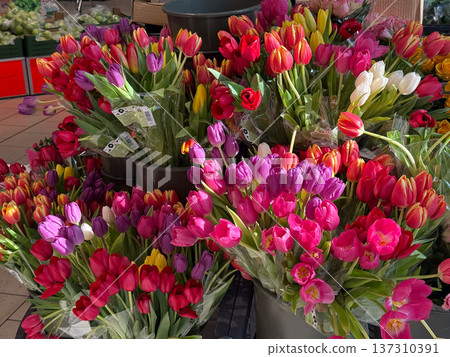 Bright colorful tulip bouquets displayed in buckets at a flower market stall. Spring celebration, floral gift tradition and seasonal decoration in urban flower shop. Bright colorful tulip bouquets displayed in buckets at a flower market stall. Spring celebration, floral gift tradition and seasonal decoration in urban flower shop. 137310391
