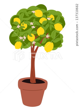 Lemon tree in ceramic pot with ripe sour fruits and pink flowers. Summer foliage. Citrus plant growing in flowerpot. Garden citric harvest. Juicy citrons. Vector isolated houseplant Lemon tree in ceramic pot with ripe sour fruits and pink flowers. Summer foliage. Citrus plant growing in flowerpot. Garden citric harvest. Juicy citrons. Vector isolated houseplant 137310682