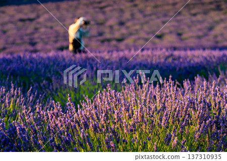 Lavender field in Provence France with person take photo in the distance 137310935