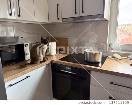 Siamese cat sitting on kitchen counter observing boiling soup pot on modern induction stove surrounded by household appliances and minimal interior. Domestic life, pet curiosity, cooking routine and Siamese cat sitting on kitchen counter observing boiling soup pot on modern induction stove surrounded by household appliances and minimal interior. Domestic life, pet curiosity, cooking routine and 137311509