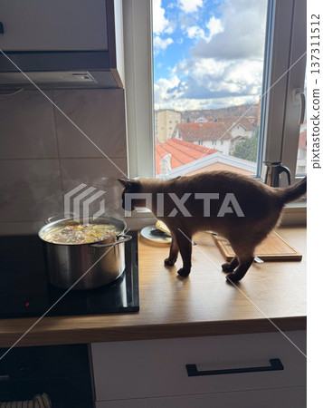 Curious siamese cat walking near boiling soup pot on modern kitchen countertop beside window with cloudy sky and residential rooftops. Domestic routine, pet curiosity, cooking process, home kitchen Curious siamese cat walking near boiling soup pot on modern kitchen countertop beside window with cloudy sky and residential rooftops. Domestic routine, pet curiosity, cooking process, home kitchen 137311512