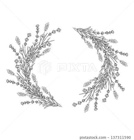 Black and white botanical line art of lavender branches. Detailed outline floral illustration with elegant wild herb sprigs arranged as decorative corner elements for branding design 137311590