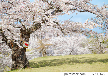 五棱郭公園的櫻花 137311672