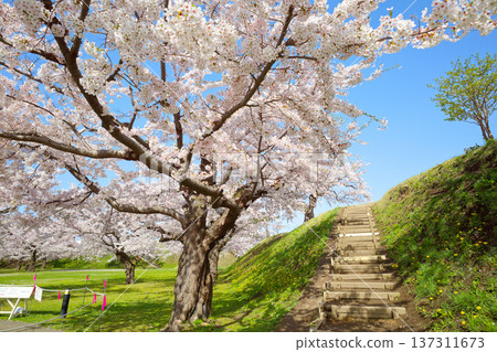 五棱郭公園的櫻花 137311673