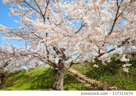 五棱郭公園的櫻花 137311674