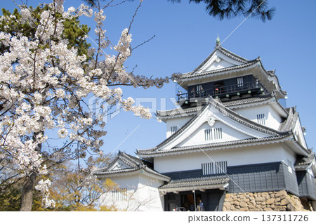 Okazaki Castle Sakura Okazaki Castle Sakura 137311726