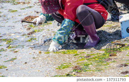 Clamming 137311793