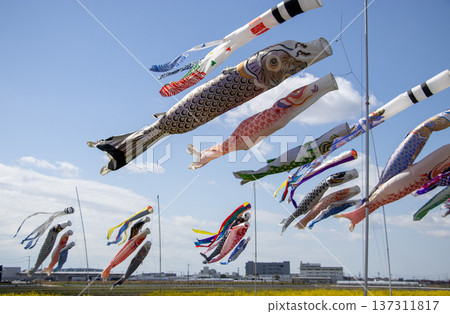 Rape blossoms and carp streamers Rape blossoms and carp streamers 137311817