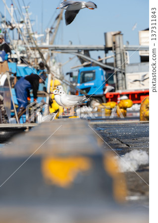 銚子漁港的海鷗與漁船 銚子漁港的海鷗與漁船 137311843