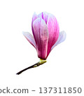 Magnolia flower head first spring plant with delicate petals close up, garden tree in blossom with natural soft lighting, isolated object cut out with clipping path, soft selective focus 137311850
