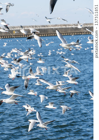 A flock of seagulls flying over the sea 137311851