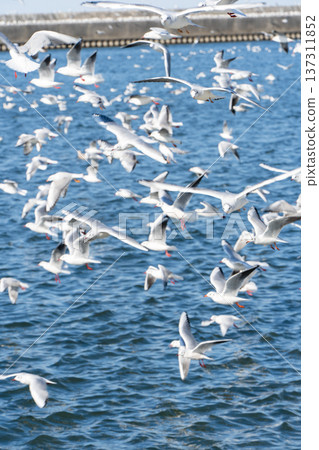 A flock of seagulls flying over the sea 137311852