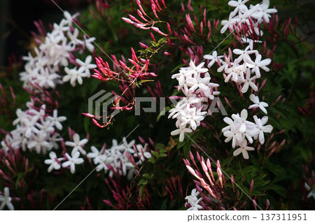 Flowering of Hagoromo Jasmine Flowering of Hagoromo Jasmine 137311951