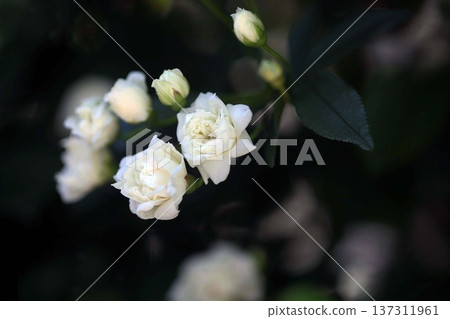 Mini rose Aoraki flower 137311961