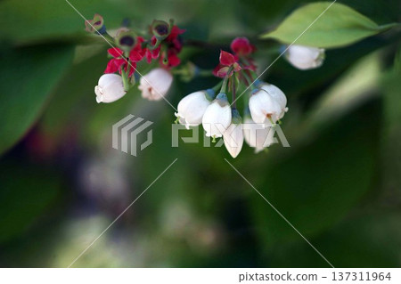 Blueberry flowers shining in the morning sun 137311964