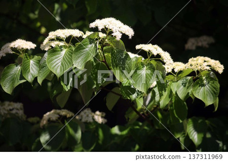 Dogwood flowers blooming in the woods Dogwood flowers blooming in the woods 137311969