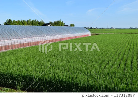 鄉村的乙烯基房子 137312097