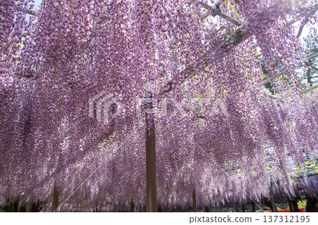 紫藤花 紫藤花 137312195