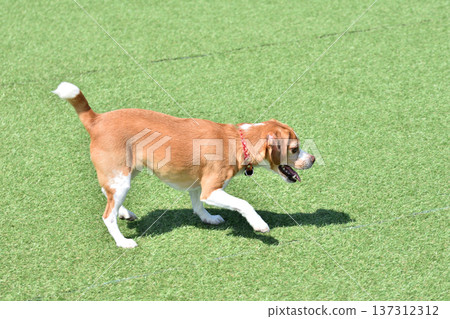 Running dog Running dog 137312312