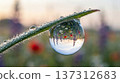 Water droplet sits on a blade of grass. The droplet reflects different flowers like daisies and other colored plants. Sunlight shines softly in the background. 137312683
