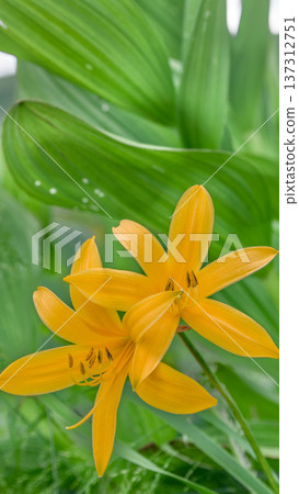 A close-up, vertical shot of vibrant day lilies blooming on a plateau in early summer 137312751